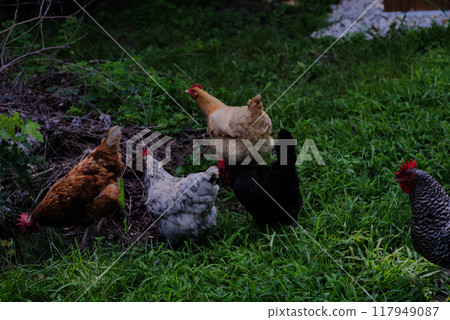 Group of backyard chickens on grass 117949087