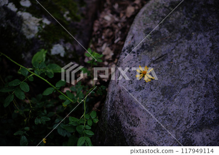Yellow flower on a rock 117949114