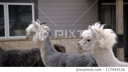 Alpaca faces at the zoo 117949136