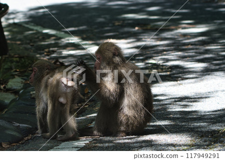 Yaksar美容 117949291