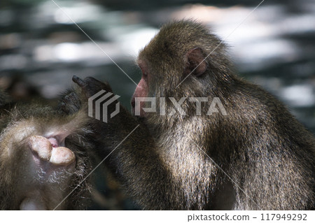 Yaksar美容 117949292