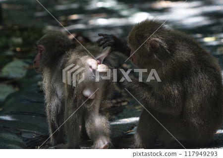 Yaksar美容 117949293