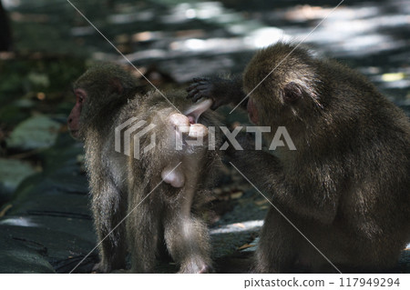 Yaksar grooming Yaksar grooming 117949294