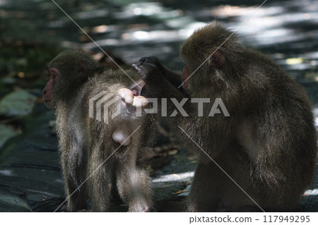 Yaksar美容 117949295