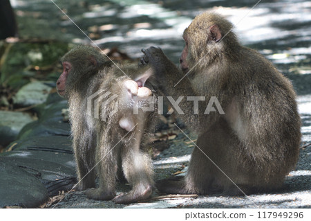 Yaksar grooming 117949296