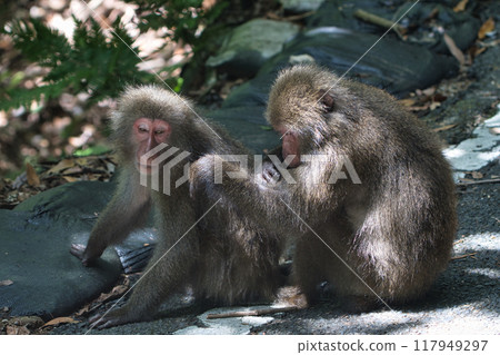 Yaksar美容 117949297