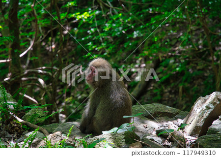 黑道猴子的回報 117949310