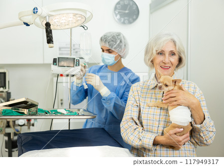 Senor woman owner holds and cuddles chihuahua pet after manipulations in veterinary clinic 117949317