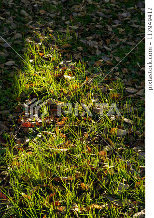 The slanting light of early winter illuminates the thin monocotyledonous leaves. The slanting light of early winter illuminates the thin monocotyledonous leaves. 117949412