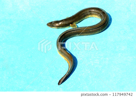 一條鰻魚在清澈的溪流中捕獲 117949742