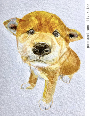 可愛的狗盯著 117950122