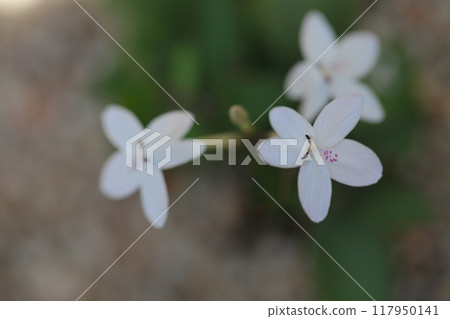 Pseuderanthemum flower 117950141