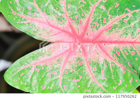 Caladium, Caladium Bicolor Vent or Caladium bicolor or pink and green leaf Caladium, Caladium Bicolor Vent or Caladium bicolor or pink and green leaf 117950262