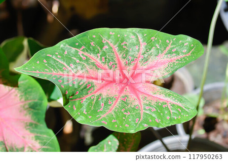 Caladium, Caladium Bicolor Vent or Caladium bicolor or pink and green leaf Caladium, Caladium Bicolor Vent or Caladium bicolor or pink and green leaf 117950263