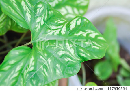 Cercestis mirabilis, mirabilis plant Cercestis mirabilis, mirabilis plant 117950264
