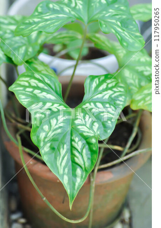 Cercestis mirabilis, mirabilis plant Cercestis mirabilis, mirabilis plant 117950265