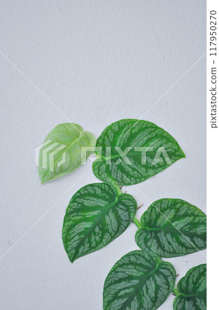 Monstera Dubia or Satin Pothos, Silk Pothos or Silver hilodendron or Scindapsus pictus Hassk or Argyreus or Araceae 117950270
