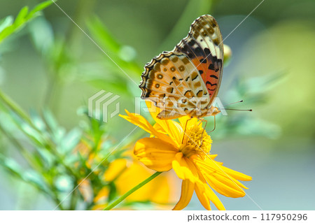 Tsumaguro leopard perched on a yellow flower Tsumaguro leopard perched on a yellow flower 117950296