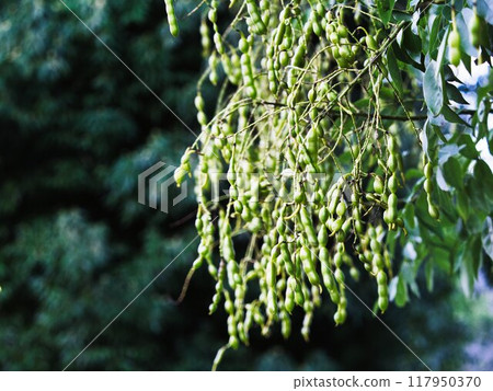 Sophora japonica fruit 117950370
