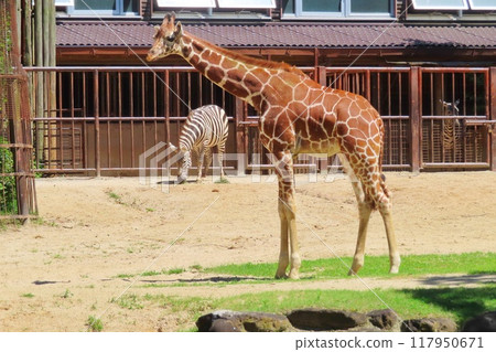 Ame殺人和斑馬 Ame殺人和斑馬 117950671