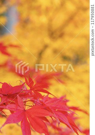 Konan Sanzan Jorakuji Autumn Leaves 117950881