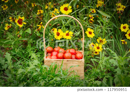 Little square wicker basket with red cherry tomatoes is on the ground in grass near blooming flowers of coreopsis. Little square wicker basket with red cherry tomatoes is on the ground in grass near blooming flowers of coreopsis. 117950951