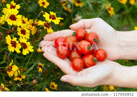 Handful of red cherry tomatoes in the garden near yellow flowers of coreopsis. Handful of red cherry tomatoes in the garden near yellow flowers of coreopsis. 117950952