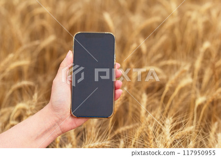 A hand is holding a smartphone with empty black screen in the background of golden ripe wheat heads in the field. 117950955