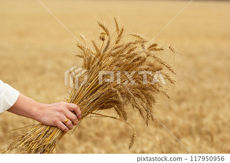 Farmer's hand is holding a bunch of ripe yellow wheat ears in the background of the field. Farmer's hand is holding a bunch of ripe yellow wheat ears in the background of the field. 117950956