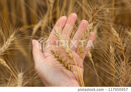 A farmer's hand is holding few yellow ripe wheat ears before harvesting in the agricultural field. A farmer's hand is holding few yellow ripe wheat ears before harvesting in the agricultural field. 117950957