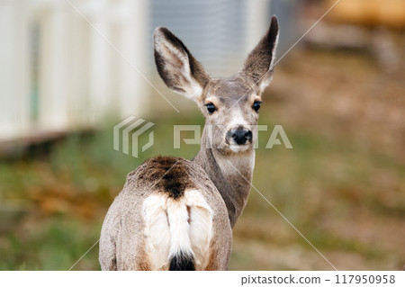 Portrait of female Mule deer visited a farm, standing near a grain bin in autumn. 117950958