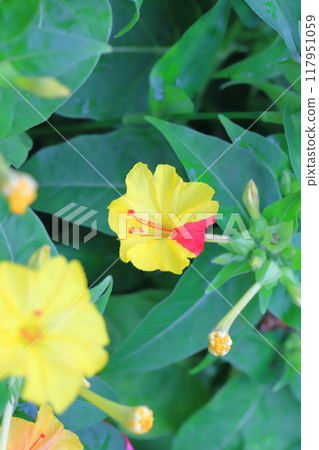 黃色和粉紅色白色粉花(Oshirobana) 黃色和粉紅色白色粉花(Oshirobana) 117951059