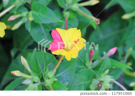 黃色和粉紅色白色粉花（Oshirobana） 117951060