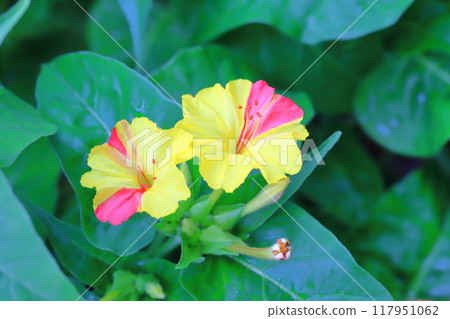 黃色和粉紅色白色粉花（Oshirobana） 117951062