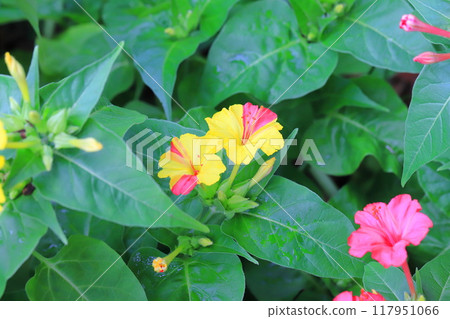 黃色和粉紅色白色粉花(Oshirobana) 黃色和粉紅色白色粉花(Oshirobana) 117951066
