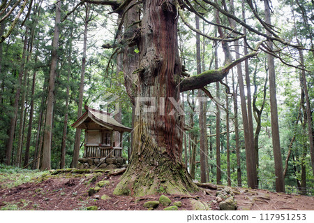 Fukui Prefecture: Large cedar tree at Wakamiya Shrine, former grounds of Hakusan Heisenji Temple Fukui Prefecture: Large cedar tree at Wakamiya Shrine, former grounds of Hakusan Heisenji Temple 117951253