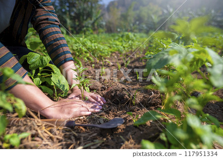An Indonesian farmer man is planting a water spinach seed in the dirt An Indonesian farmer man is planting a water spinach seed in the dirt 117951334