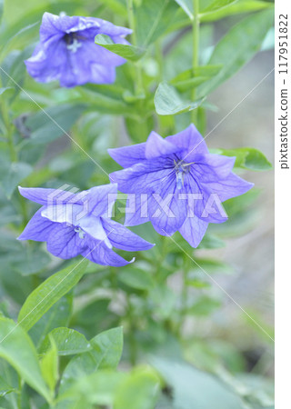 雙花桔梗 雙花桔梗 117951822