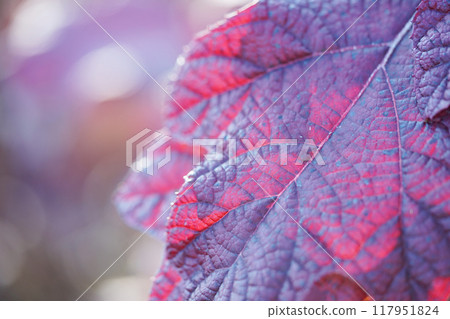 秋天的落葉，在晴朗的秋日 117951824