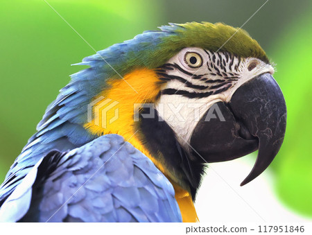 Blue and gold macaw head on green background 117951846