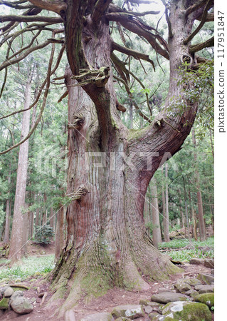 Fukui Prefecture: Large cedar tree at Wakamiya Shrine, former grounds of Hakusan Heisenji Temple Fukui Prefecture: Large cedar tree at Wakamiya Shrine, former grounds of Hakusan Heisenji Temple 117951847