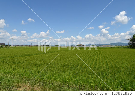 Rural countryside 117951959