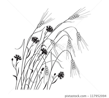 Ripe Wheat Ears  and Cornflowers Outline Drawing 117952094