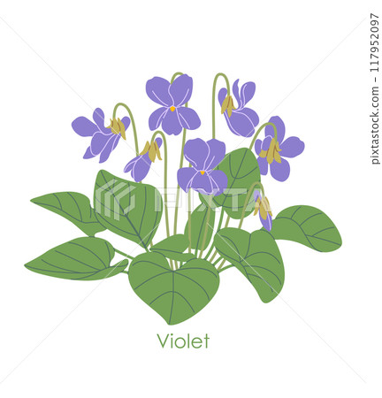Simple Flowering Violet  Isolated on White 117952097