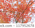Autumn leaves / autumn image 117952678