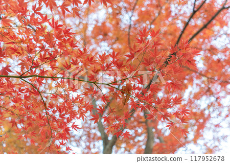 Autumn leaves / autumn image 117952678