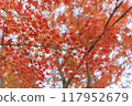 Autumn leaves / autumn image 117952679