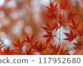 Autumn leaves / autumn image 117952680