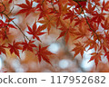 Autumn leaves / autumn image 117952682