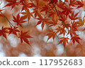 Autumn leaves / autumn image 117952683
